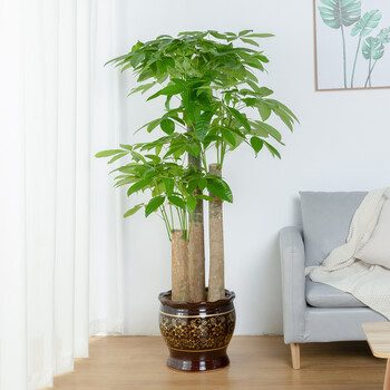 绿植搭配方案:室内绿植摆放与养护搭配