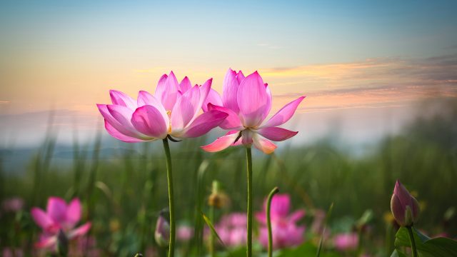 花瓣,粉红莲花桌面壁纸