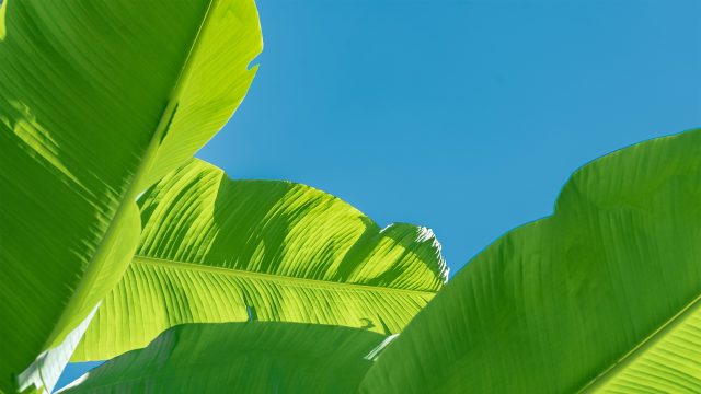蕉叶高清 壁纸
